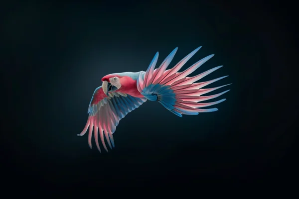 Ara rose et bleu, photo de ara en vol inspiré de Tim Flach et John James Audubon