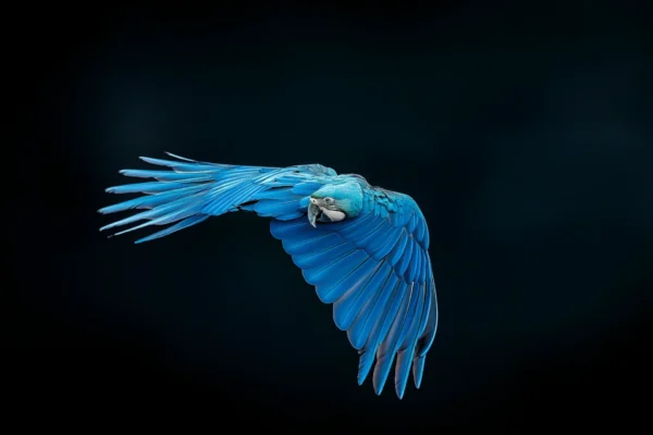 Perroquet bleu en vol, photographie de perroquet inspiré de John James Audubon et Tim Flach